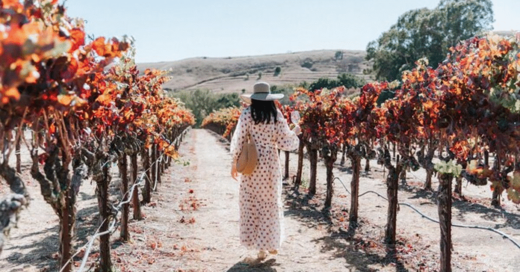 things to do napa